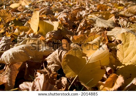 Ground covered in fallen leaves