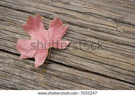 Sycamore leaf on a wooden surface