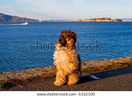Dog enjoying sunset by the ocean