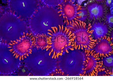 This is a mixture of bam bam zoanthid polyps and purple people eater palythoa zoanthid polyps on a rock.