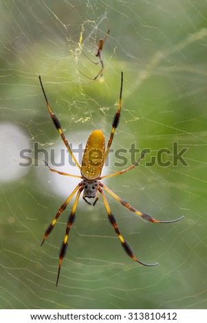 This is a golden orb-web spider (Nephila clavipes) in its web.  The male is much small and is above the female.