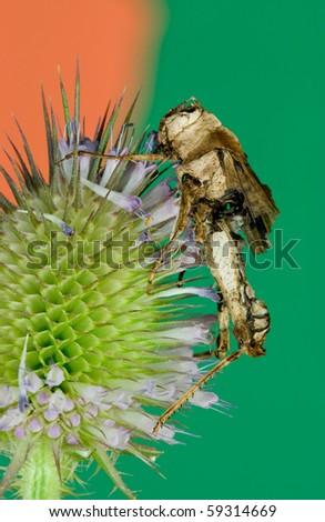 A dead grasshopper on a head of a thisle plant