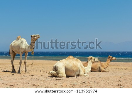 Camel on the beach at a Red sea.  Dahab,Sinai, Egypt.