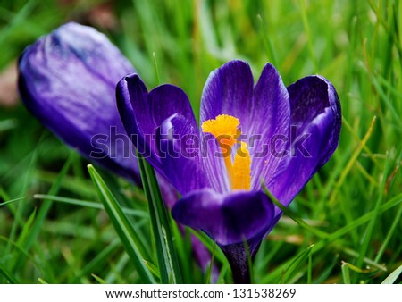 Deep purple crocus bloom in the grass with a closed bloom in the background