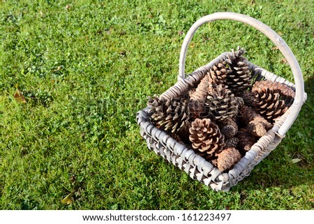 Pine cones in a woven basket on green grass with copy space