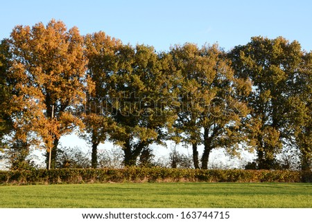 Trees turning to fall colours at the edge of a lush farm field