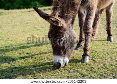 Close-up of a friendly donkey eating grass in the New Forest, Hampshire