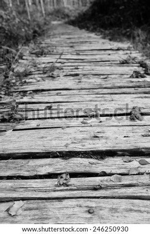 Roughly hewn board walkway leads into a wood, scattered with fallen autumn leaves - shallow depth of field - monochrome processing