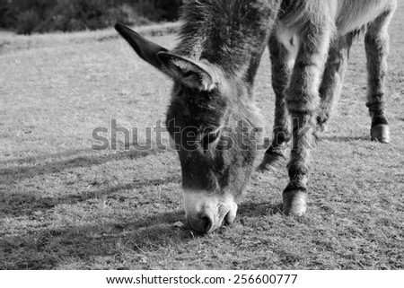 Close-up of a friendly donkey eating grass in the New Forest, Hampshire - monochrome processing