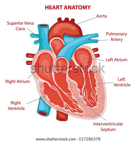 Heart Anatomy Cross Section Diagram Stock Vector Illustration 157286378 ...