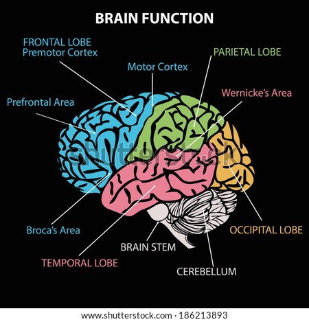 Brain Diagram Stock Vector 186213893 : Shutterstock