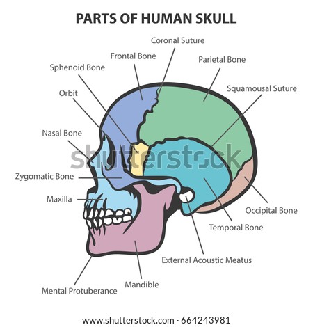 Download Skulls Anatomy Wallpaper 1024x768 | Wallpoper #311438