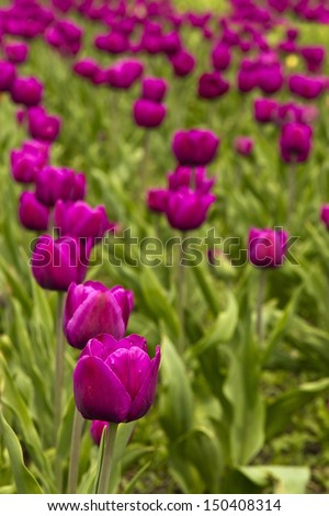 Series of Tulips in Holland Michigan starts the Holland Tulip festival every year