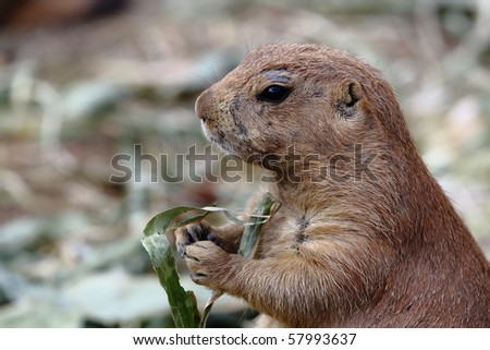 Hamster eating some green food