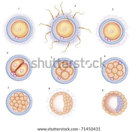 Development of cell multiplication in the egg
