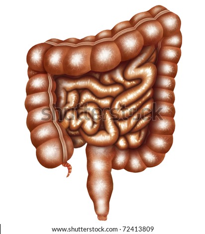 Illustration Of The Human Intestines - 72413809 : Shutterstock