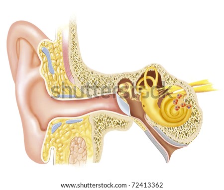 Illustration Of The Anatomy Of The Ear - 72413362 : Shutterstock