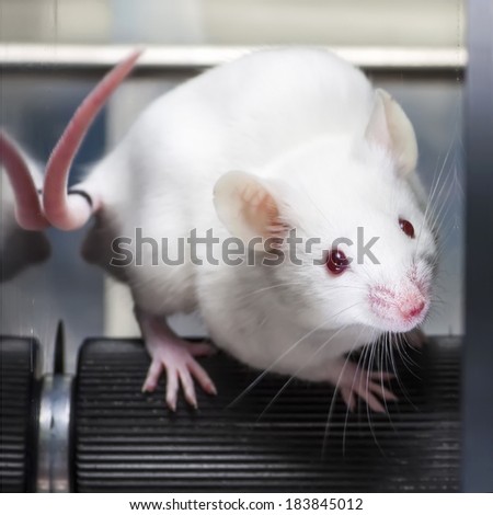 Laboratory mouse in the experiment test.