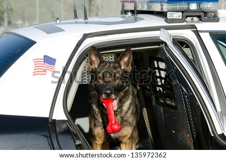 A police dog in the backseat of his patrol car with a toy in his mouth.