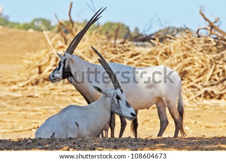 A herd of white wild goats Arabian Oryx on a sunny summer day