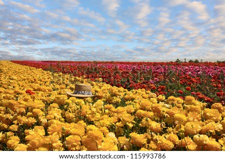 Fashionable ladies\' straw hat left on the field of flowers. Field belongs to the farm-growing buttercups-ranunculus, for export