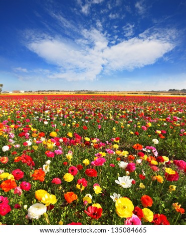 Spring flowering. Huge fields of large colorful buttercups and ranunculus grow in kibbutz in southern Israel.