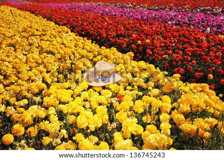 Fashionable ladies\' straw hat left on the field of flowers. Field belongs to the farm-growing buttercups for export