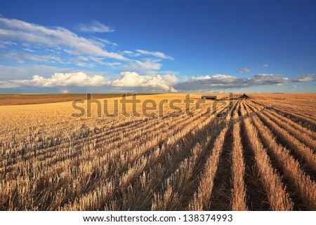 The harvest in the fields of Montana. Clear skies after the storm