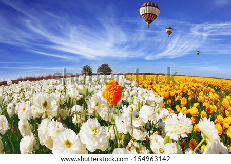Beautiful spring weather, beautiful big balloon flies over the field. The huge field of white and orange buttercups (Ranunculus asiaticus). The picture was taken Fisheye lens