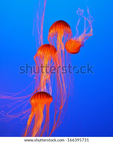 Four small picturesque red-orange jellyfish in the aquarium. Dark-blue water beautifully lit