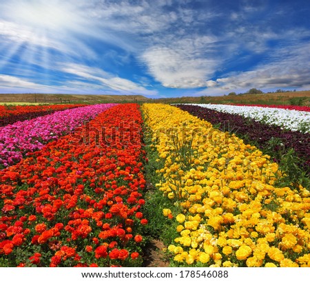 Garden buttercups /ranunculus/  bloom bright contrasting colors picturesque lanes. Phenomenally beautiful multi-colored flower fields. Strong wind drives the clouds