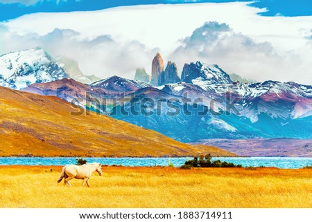 Similar – Image, Stock Photo Horses in the mountains in Iceland