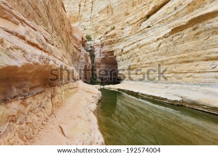 Very picturesque canyon Ein Avdat in the Negev desert. Yellow-brown canyon walls are reflected in smooth water stream Zin