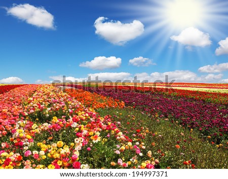 Flowers for export. Field of multi-colored decorative buttercups \