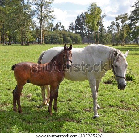 White horse with the bay foal. Riding school and breeding of thoroughbred horses. Green lawn for walking of Arabian horses