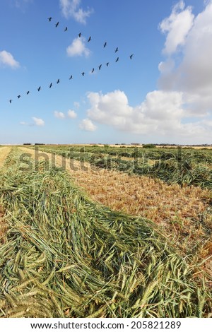 Triangular bird flock flying over the field after harvest.