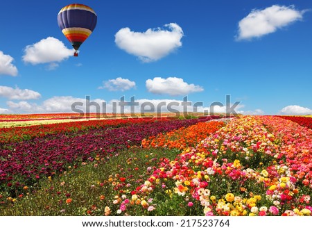The huge balloon flying over colorful floral field. Flowers and seeds are grown for export in Israel kibbutz fields