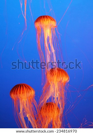Four small picturesque orange-red jellyfish in the aquarium. Dark-blue water beautifully lit