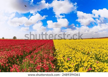 Similar – Image, Stock Photo red festive ranunculus