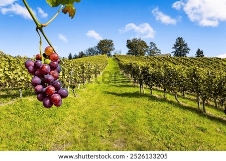 Similar – Image, Stock Photo Even rows of vineyard in valley in fine weather