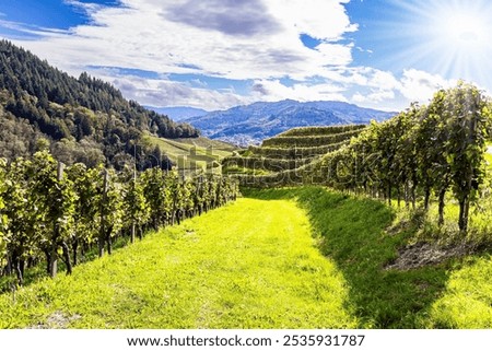 Similar – Image, Stock Photo Even rows of vineyard in valley in fine weather