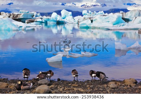 Yokulsarlon Glacial Lagoon in Iceland. Floes floating in the ocean, and polar birds on the shore of the lagoon are reflected in the ocean