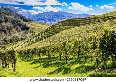 Similar – Image, Stock Photo Even rows of vineyard in valley in fine weather