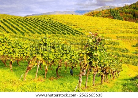 Similar – Image, Stock Photo Even rows of vineyard in valley in fine weather