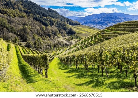 Similar – Image, Stock Photo Even rows of vineyard in valley in fine weather