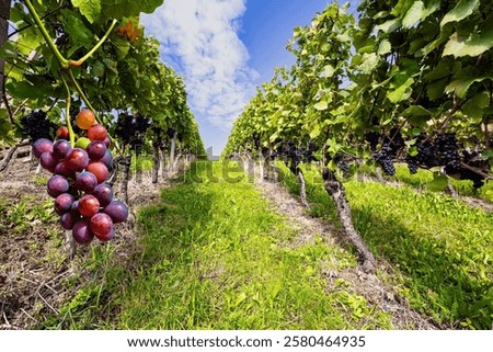 Similar – Image, Stock Photo Even rows of vineyard in valley in fine weather