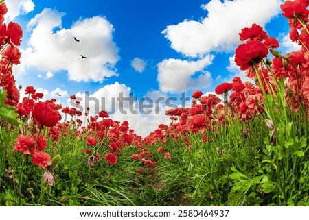 Similar – Image, Stock Photo red festive ranunculus