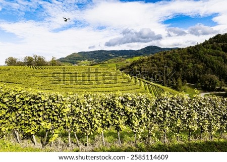 Image, Stock Photo Even rows of vineyard in valley in fine weather