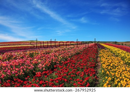 Flowers planted with broad bands of different colors. Spring fine day. Field of multi-colored decorative flowers buttercups Ranunculus