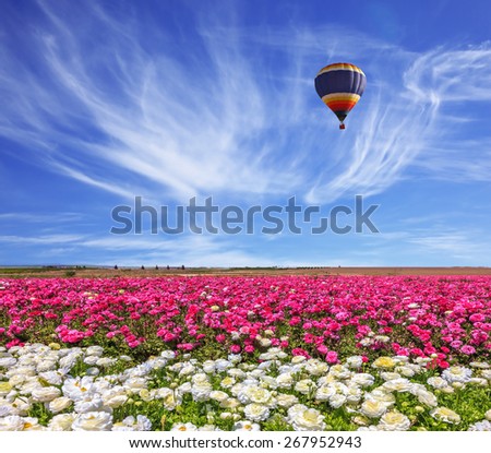 Field of the blossoming buttercups - ranunculus of  white and  lilac color. Windy spring day.  Huge balloon flies over a field